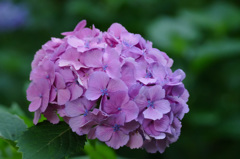 The hydrangea