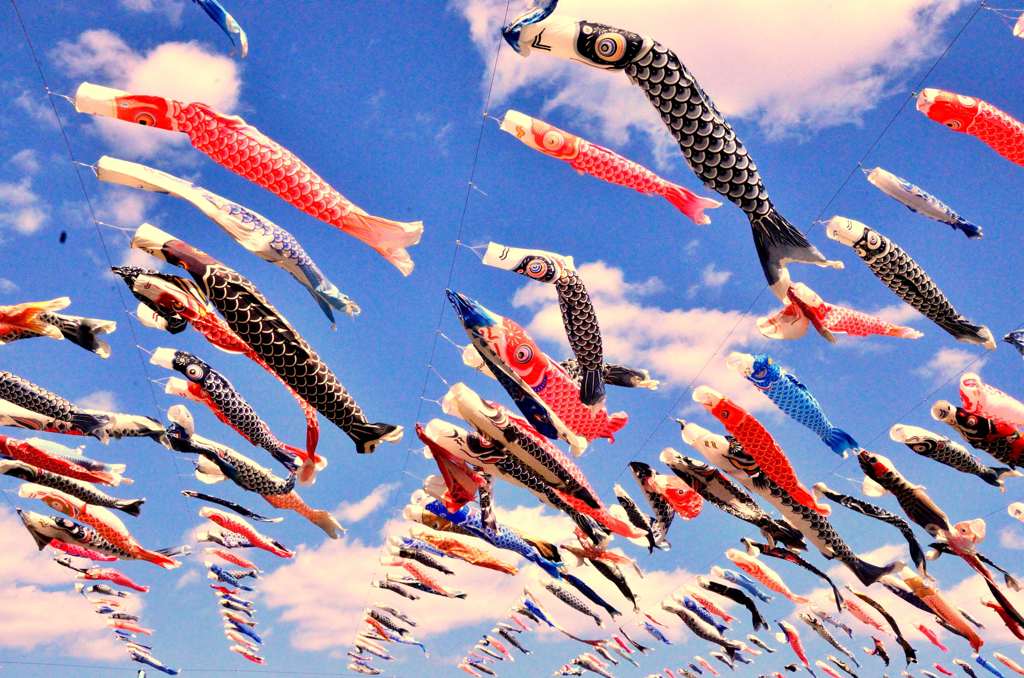 a school of carp 