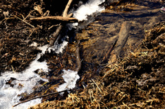 Sign of Spring