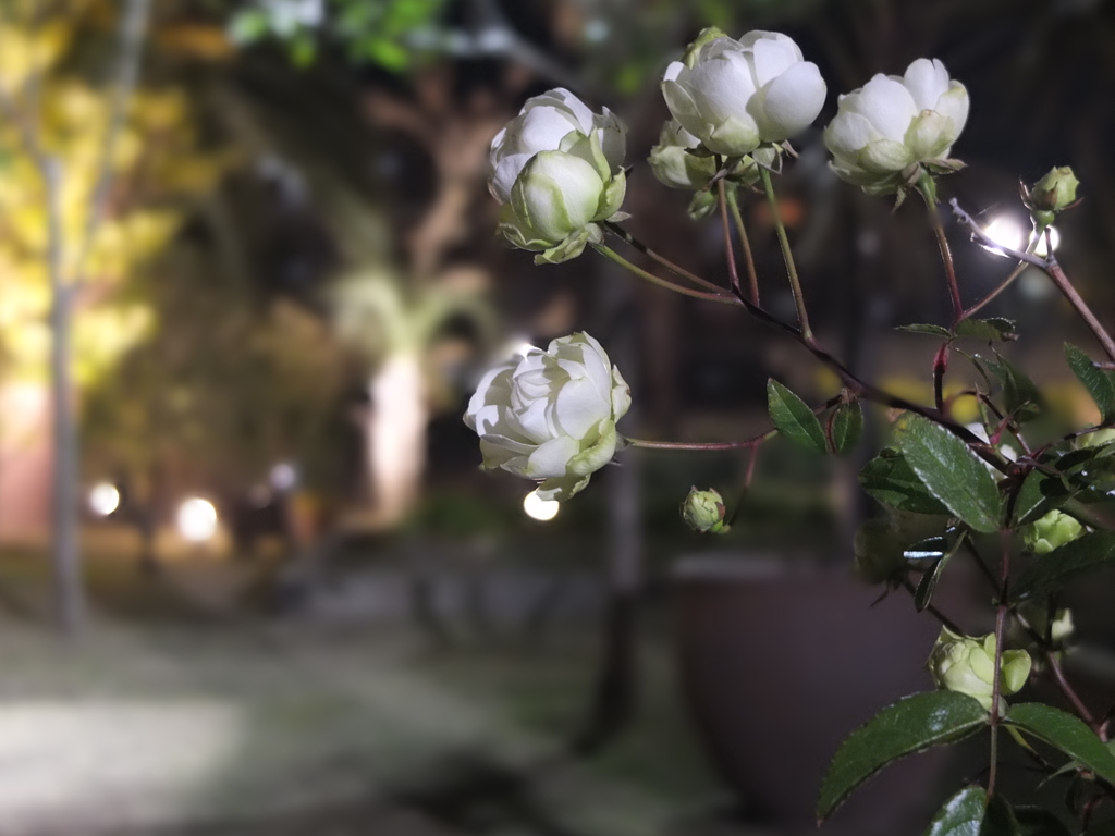 夜の花