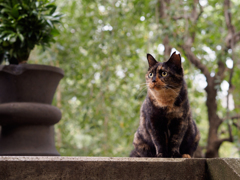 サビねこおすわり