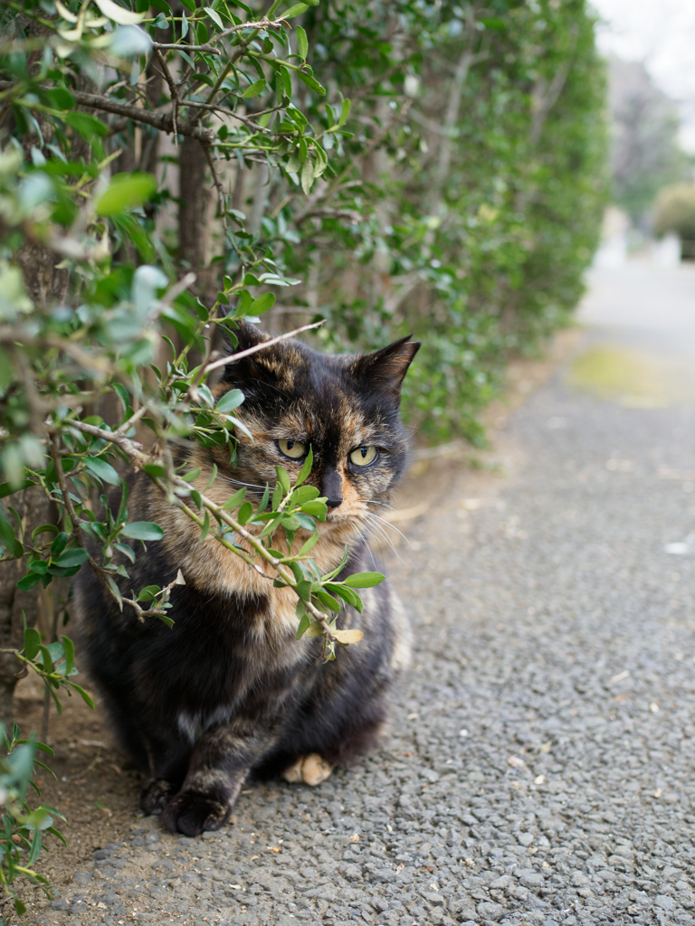 チラッ