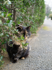 チラッ