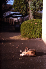 寝転がってベロベロ