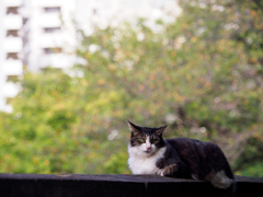 建物と木バック