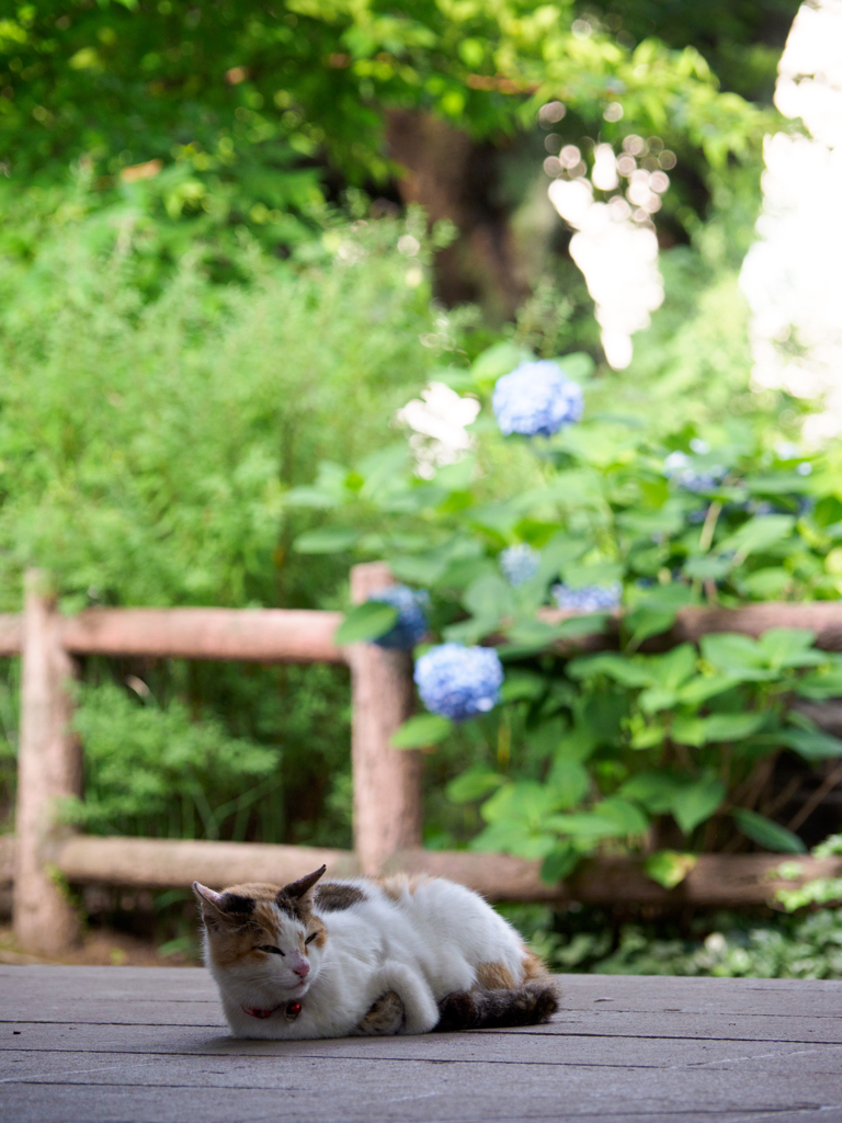 あじさいと三毛猫