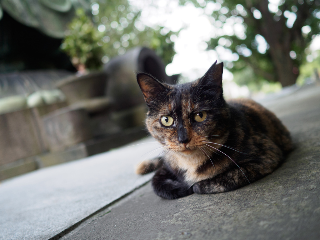 サビねこ