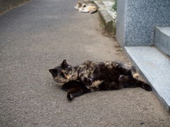 コロン