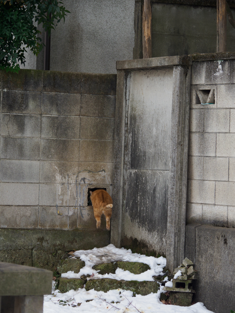 ぴょん