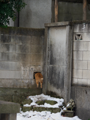 ぴょん