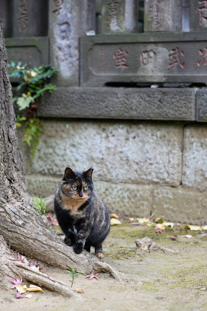 爪とぎ後