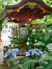 鳥居とあじさい