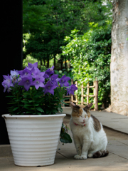 三毛猫