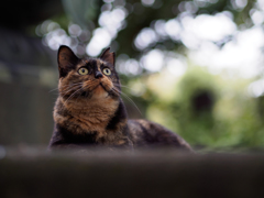 上を気にする猫