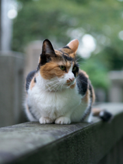 今日のユッケさん