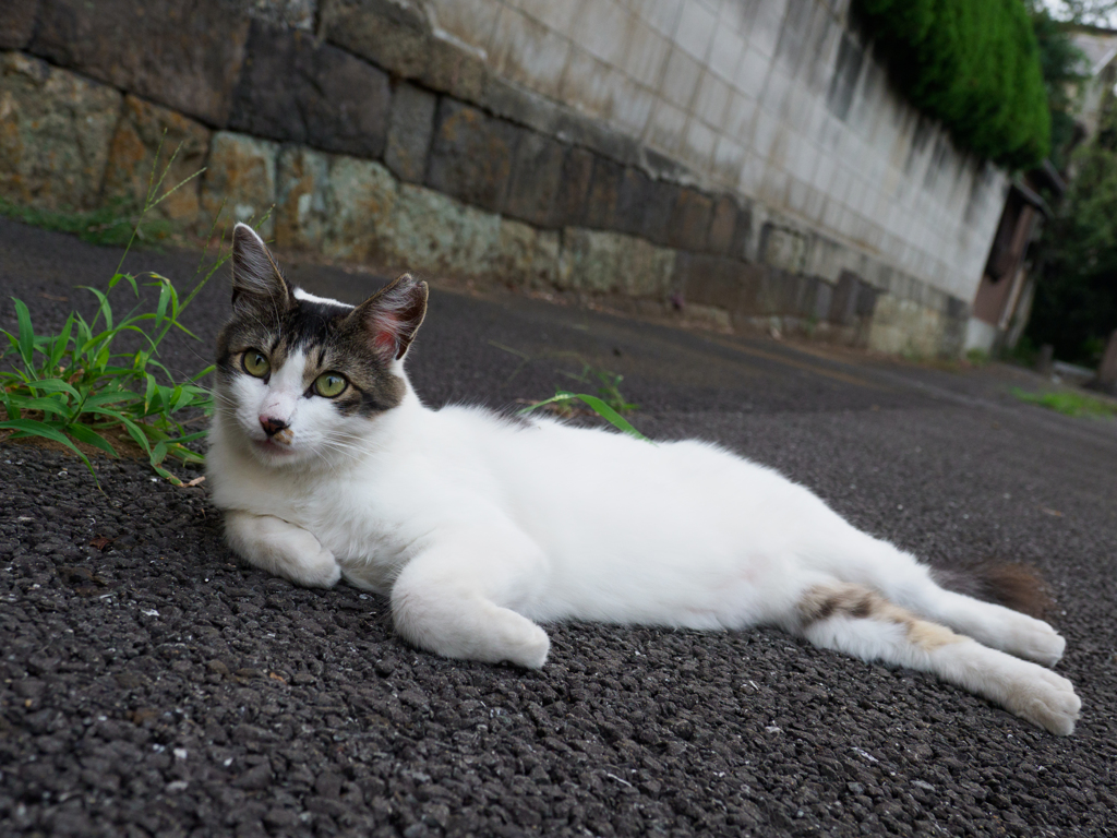 前足をくいっと