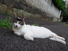 前足をくいっと