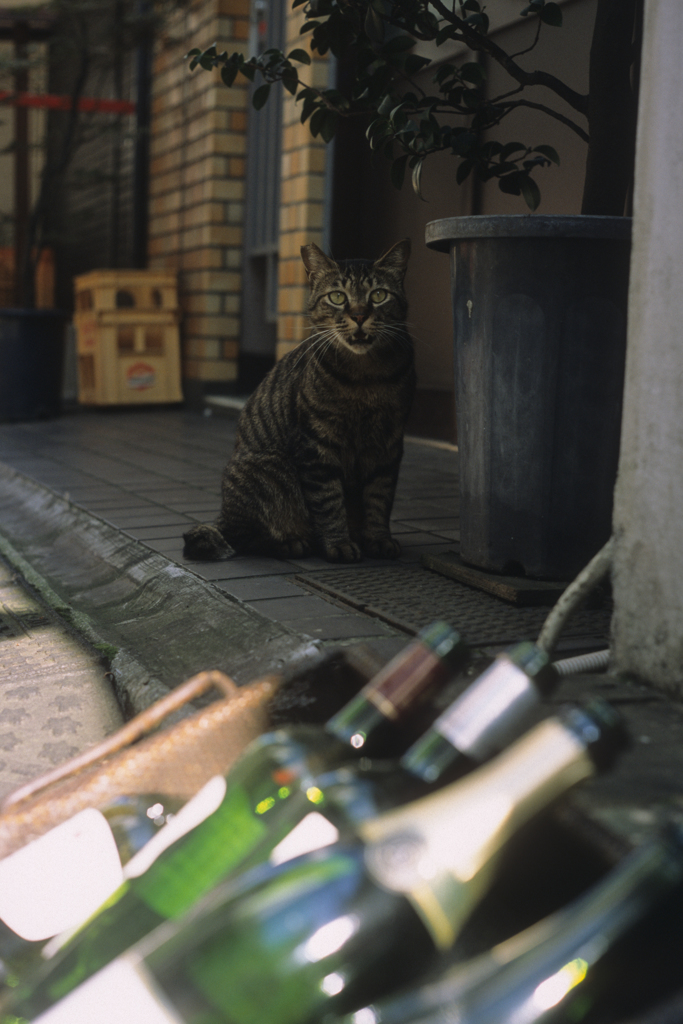 んが