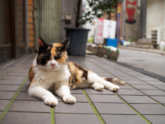 お休み中