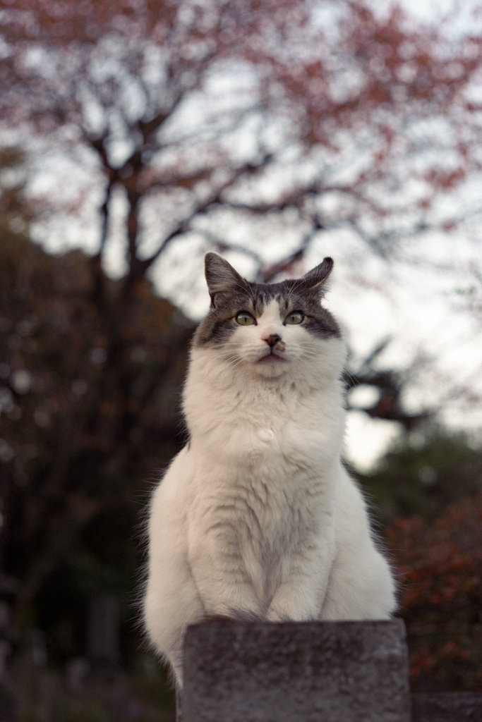 てっぺん
