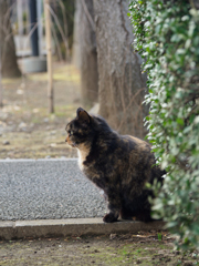 横顔