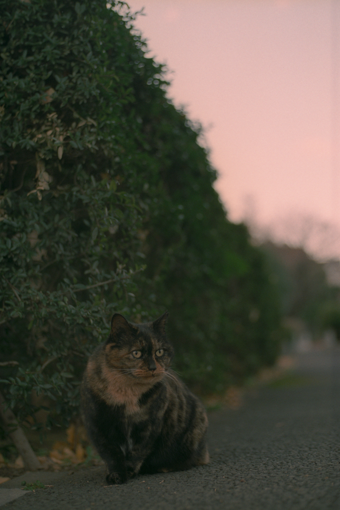 夕暮れおすわり
