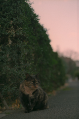夕暮れおすわり