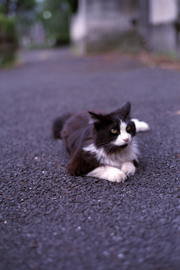 ほふく