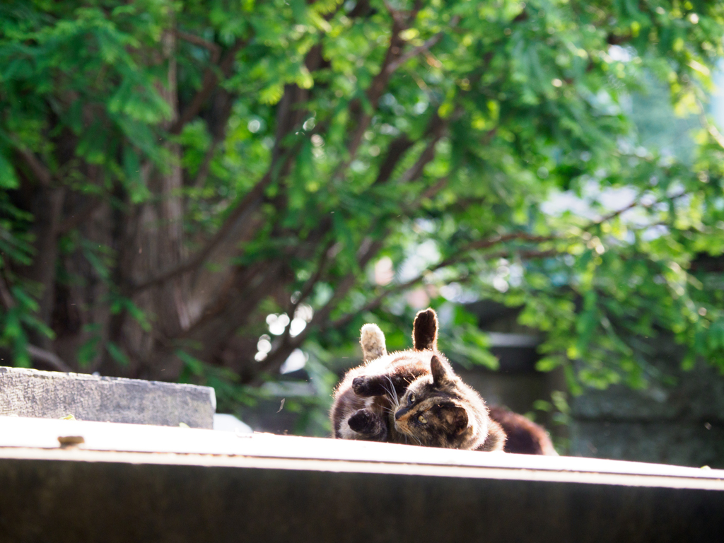 サビ猫ゴロゴロ１