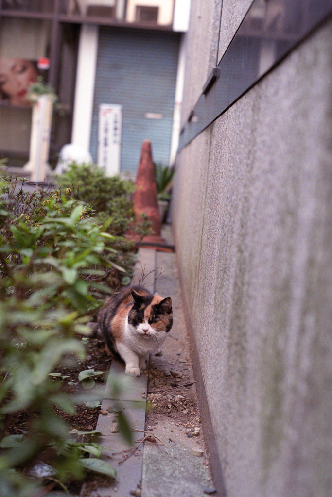 にゃ