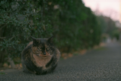 夕暮れ警戒中