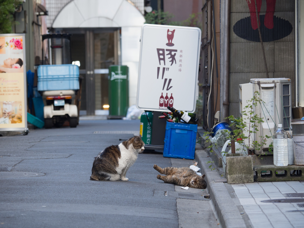 おすわりゴロン