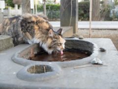 水のみ