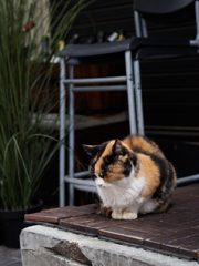 うつむきかげん