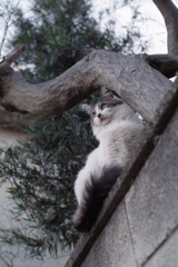 見下ろす
