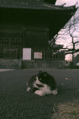 お堂の前で寝そべって