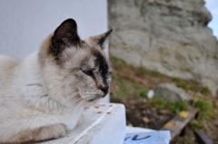 なに撮ってんだよ