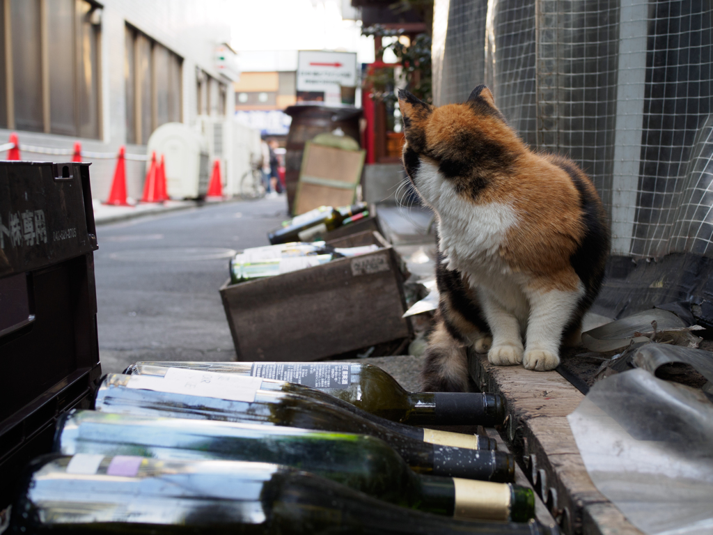 やっぱり、酒瓶が
