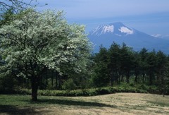 ４サルナシの咲く丘