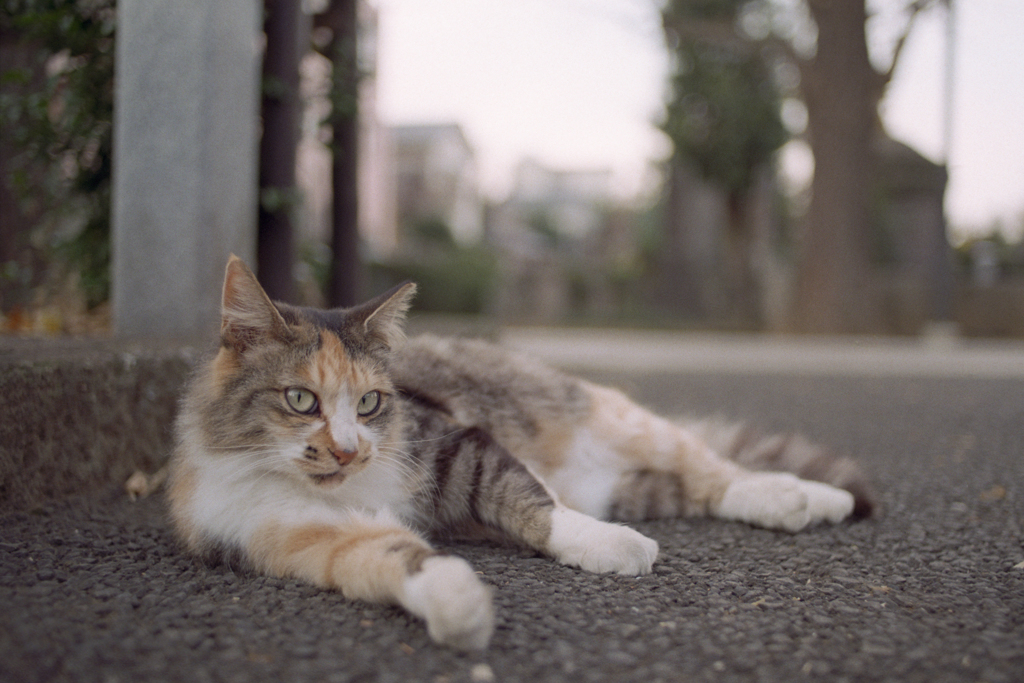 地べた