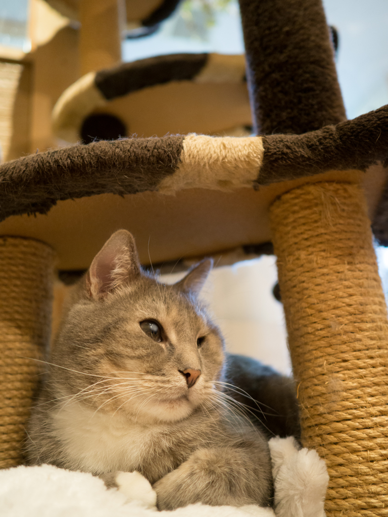 ぬいぐるみの上