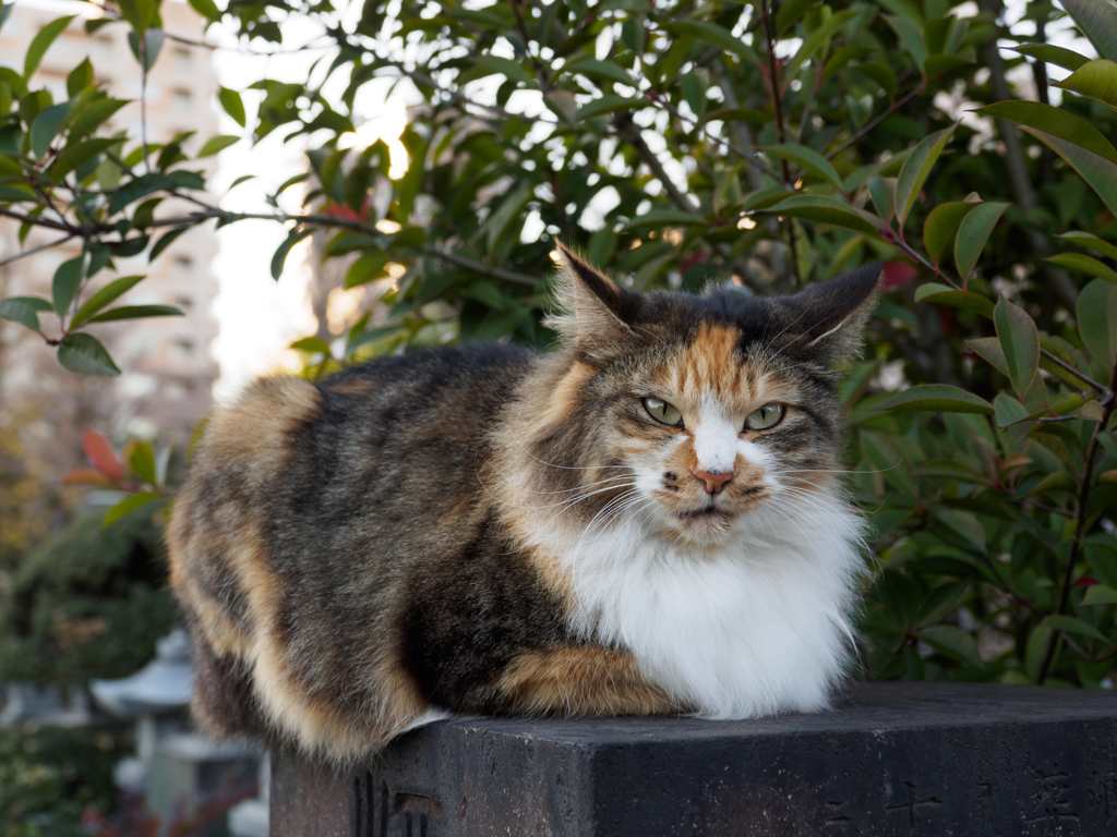 フサ三毛さん（広角）