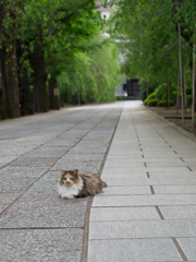 道に一人で