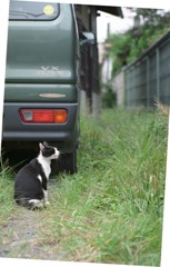 街猫