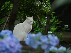 あじさいと白猫