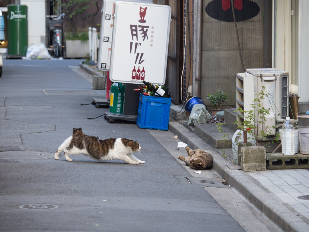 のびのびゴロン