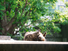 サビ猫ゴロゴロ２