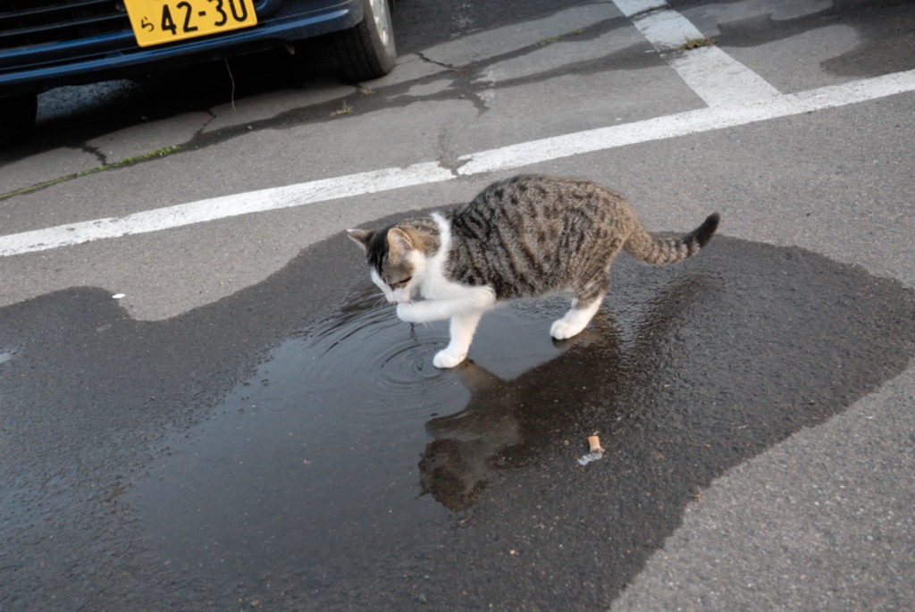 水たまり