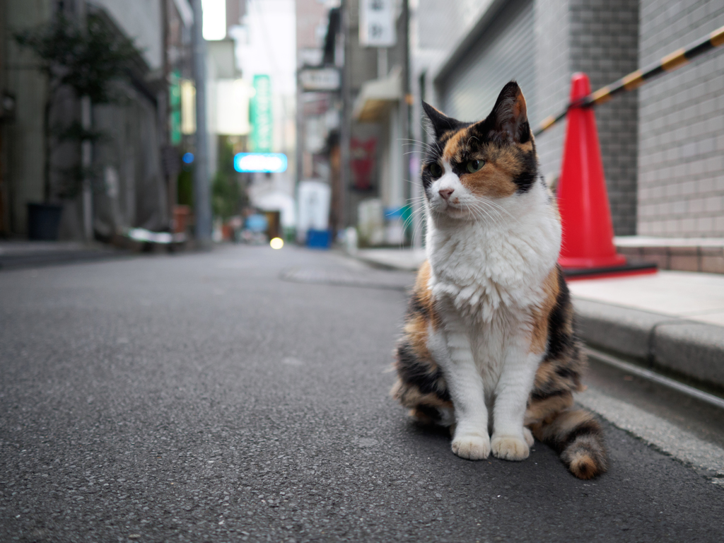今日もおすわり