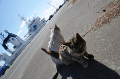 港猫たち２